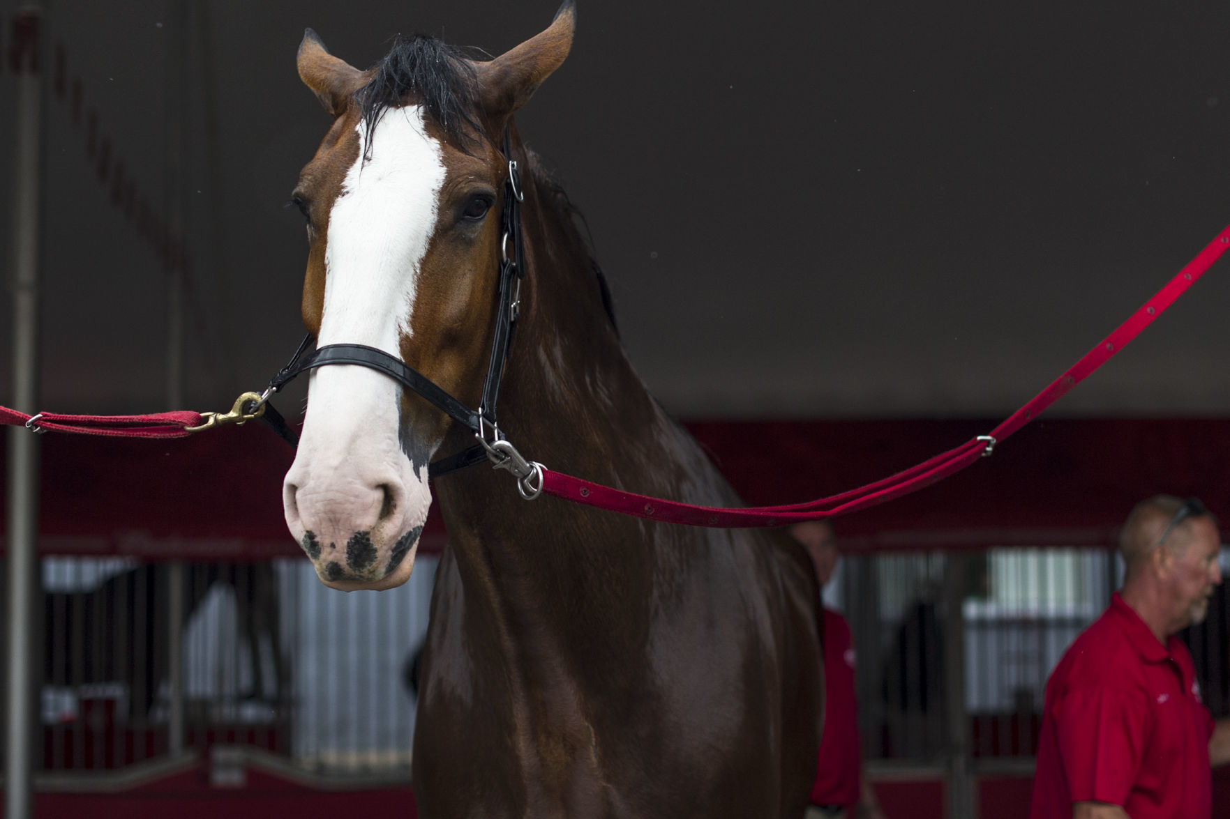 Budweiser Clydesdales 18